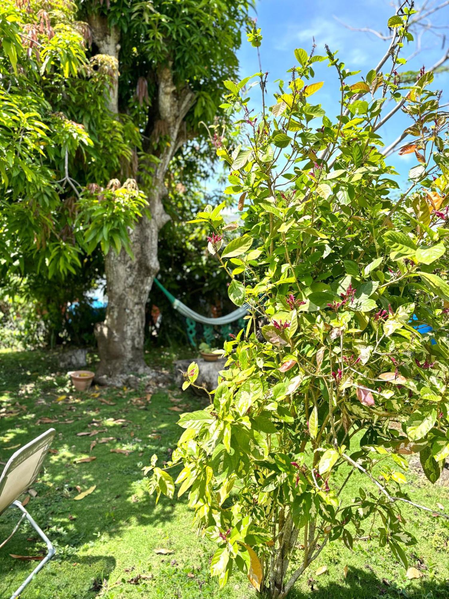 La Maison Creole Du Flamboyant - Proche Des Plages Anse-Bertrand Exterior foto