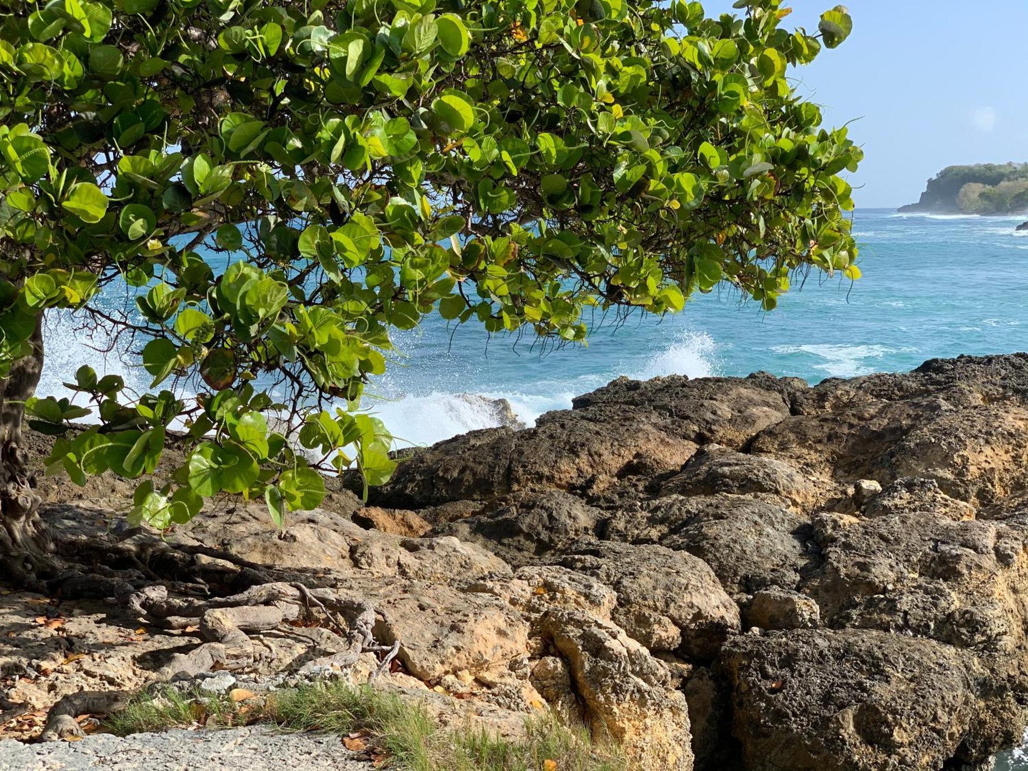 La Maison Creole Du Flamboyant - Proche Des Plages Anse-Bertrand Exterior foto